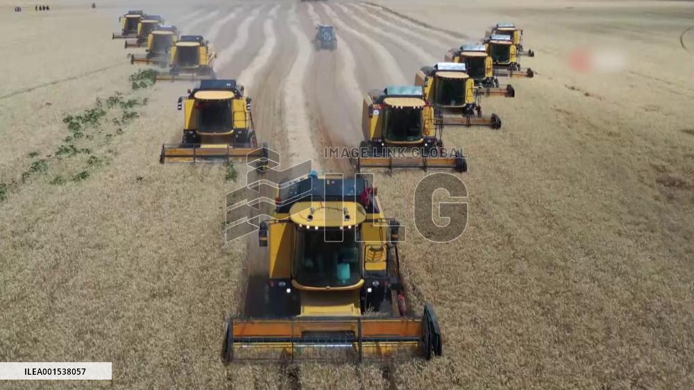 Türkiye's summer wheat harvest hampered by severe drought
