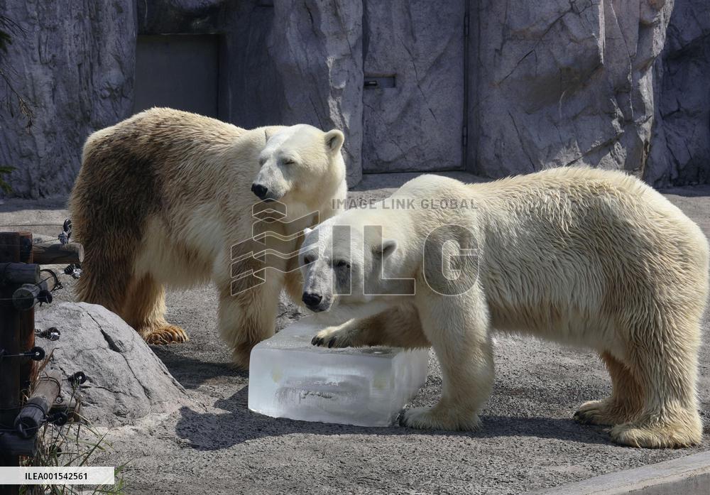 Hokkaido zoo animals cool off with ice
