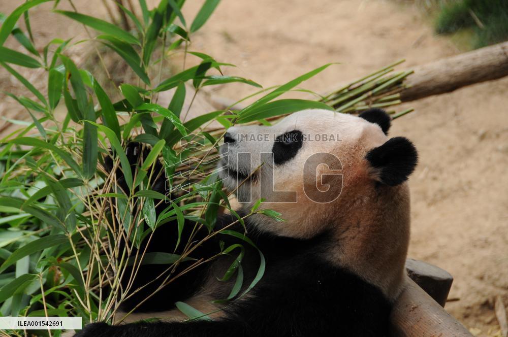 SOUTH KOREA-YONGIN-GIANT PANDA-3RD BIRTHDAY