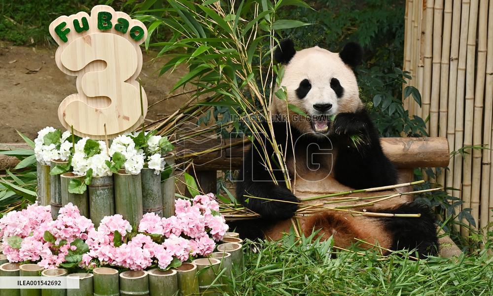 SOUTH KOREA-YONGIN-GIANT PANDA-3RD BIRTHDAY