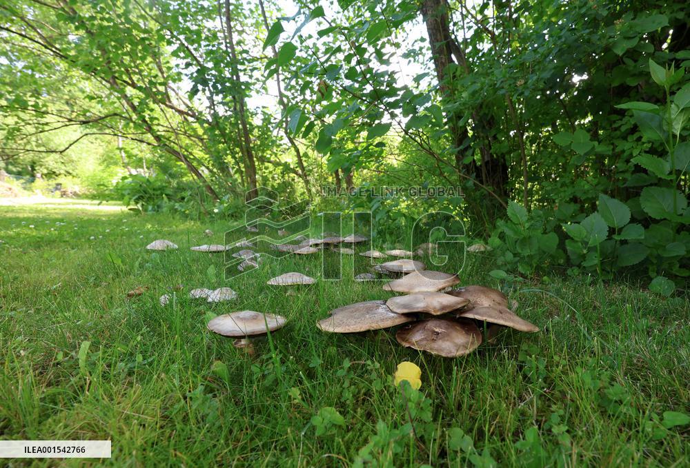 Poisonous mushrooms