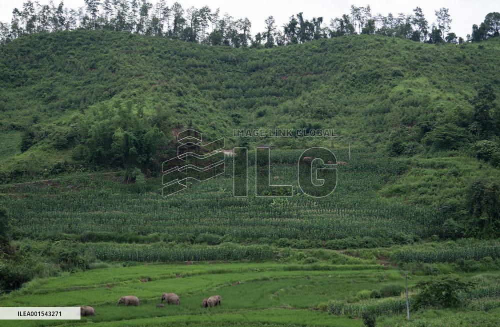CHINA-YUNNAN-JIANGCHENG-ASIAN ELEPHANTS (CN)