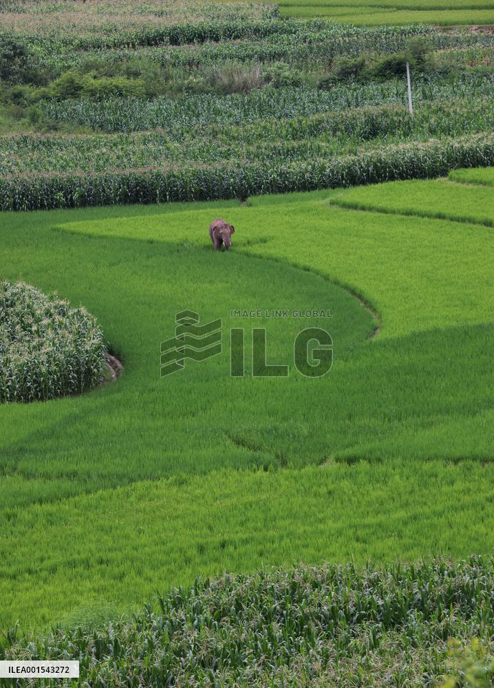 CHINA-YUNNAN-JIANGCHENG-ASIAN ELEPHANTS (CN)