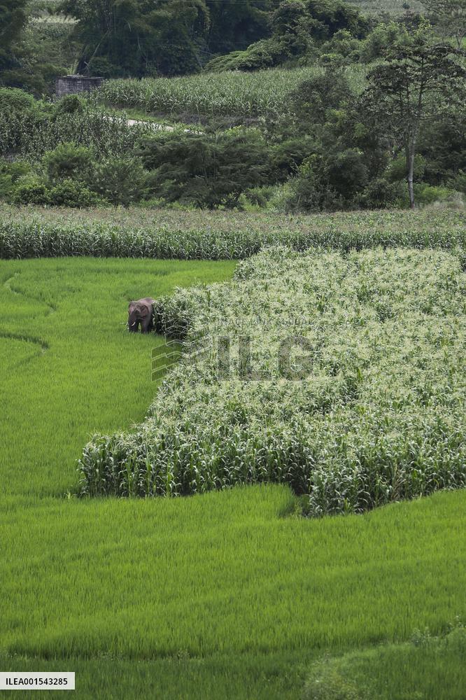 CHINA-YUNNAN-JIANGCHENG-ASIAN ELEPHANTS (CN)