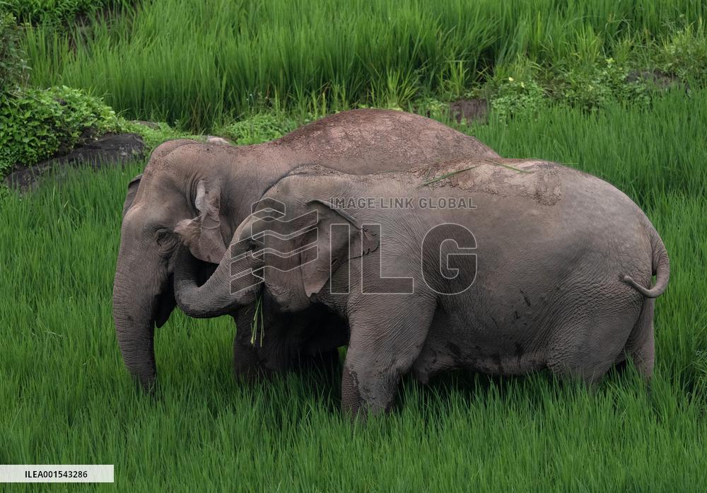CHINA-YUNNAN-JIANGCHENG-ASIAN ELEPHANTS (CN)