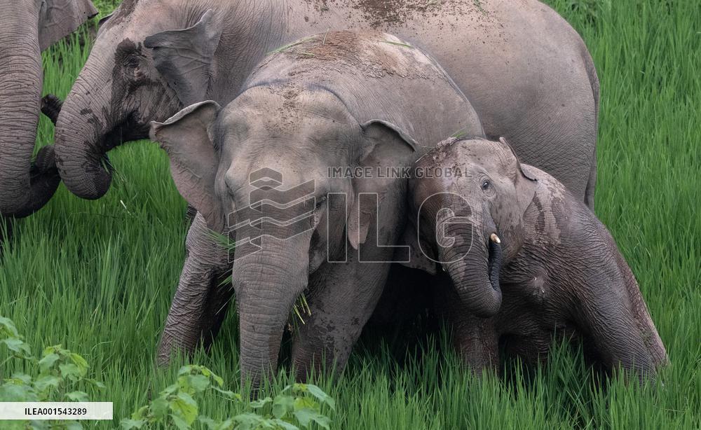 CHINA-YUNNAN-JIANGCHENG-ASIAN ELEPHANTS (CN)