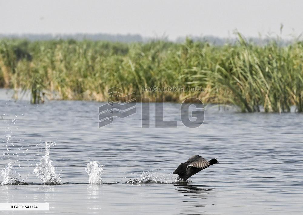 CHINA-HEBEI-XIONG'AN-BAIYANGDIAN LAKE (CN)