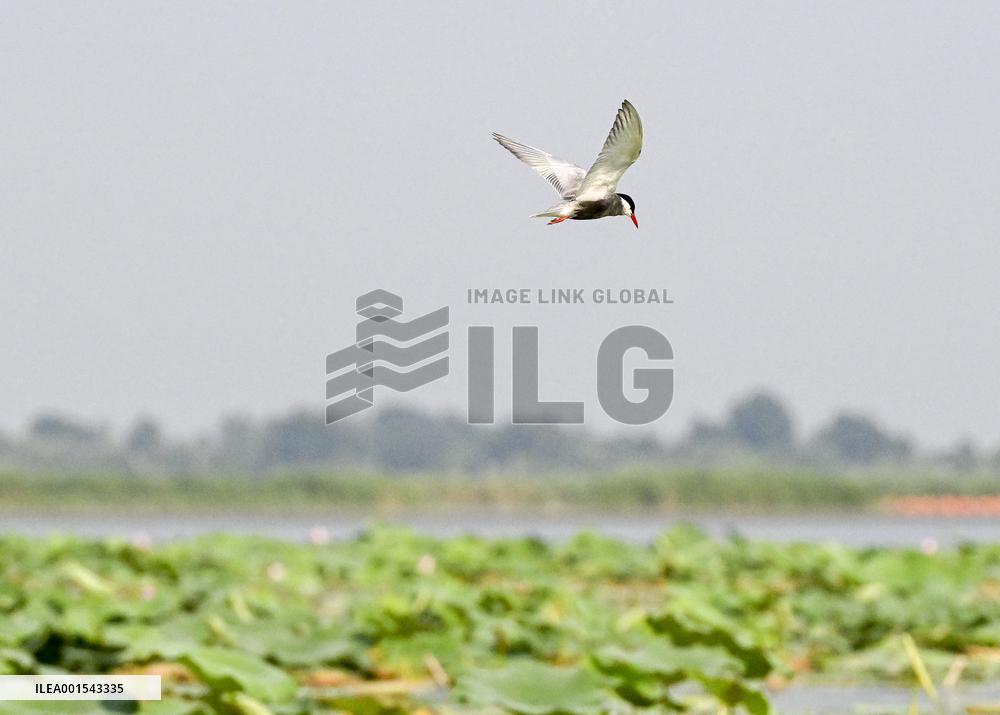 CHINA-HEBEI-XIONG'AN-BAIYANGDIAN LAKE (CN)