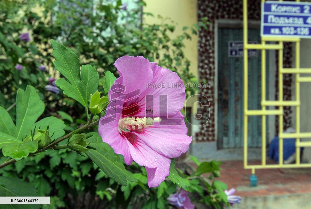 Flowers planted outside residential building bombed by Russians and murals created on walls of surviving blocks In Dnipro