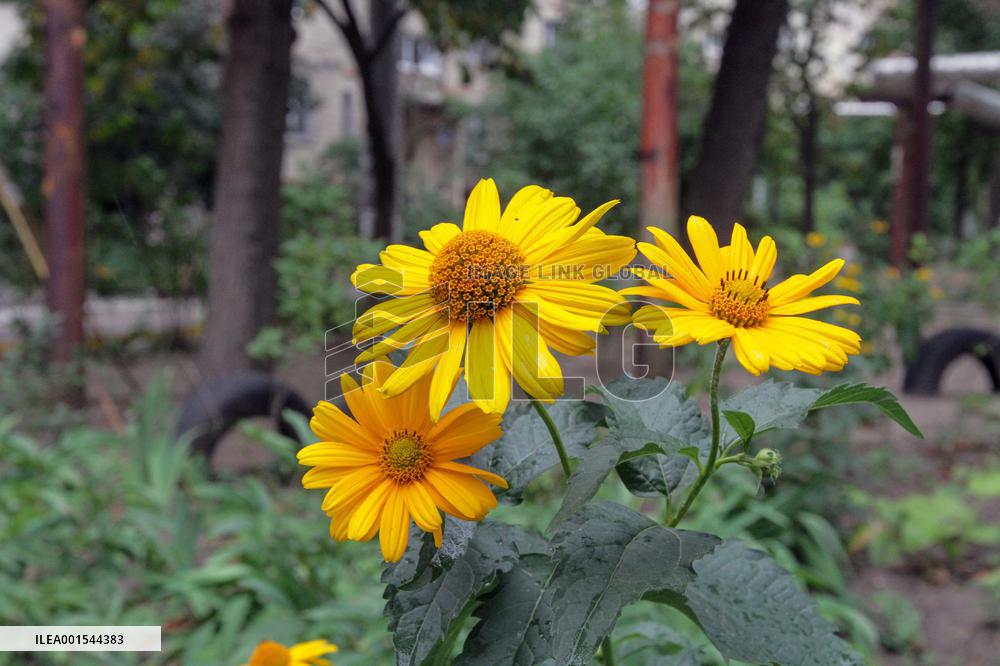 Flowers planted outside residential building bombed by Russians and murals created on walls of surviving blocks In Dnipro