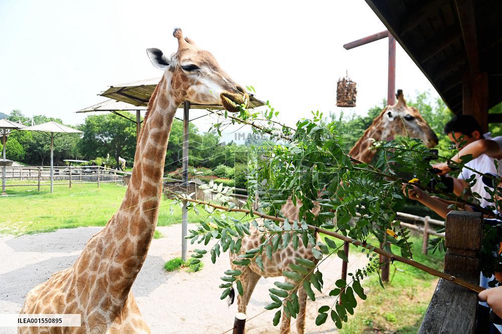 Animals Cool Off at Qingdao Forest Wildlife World