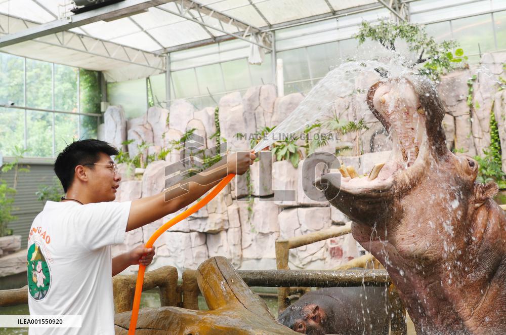 Animals Cool Off at  Forest Wildlife World in Qingdao, China