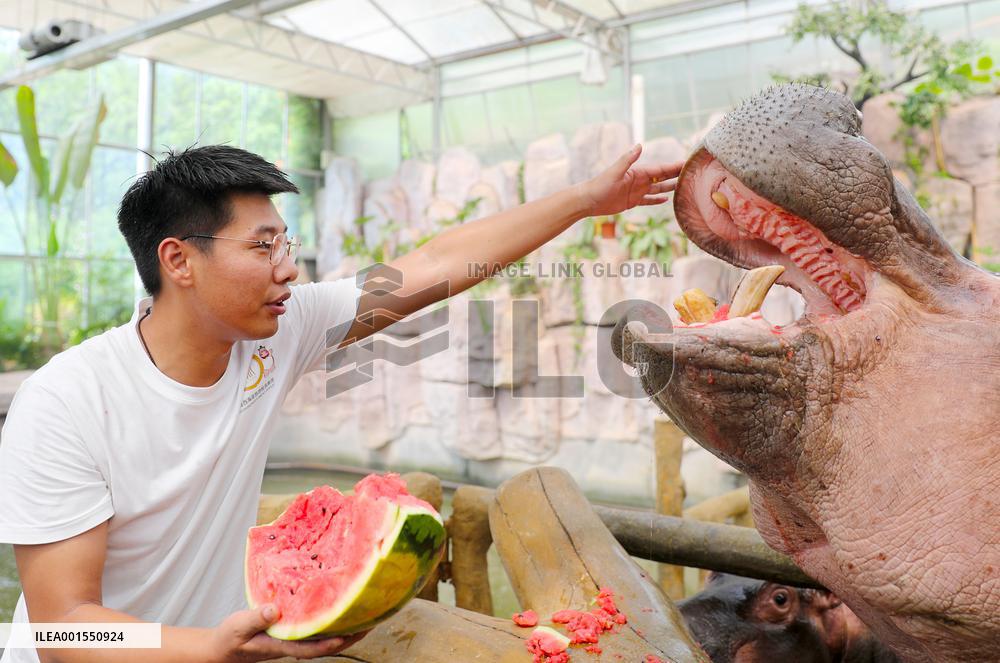 Animals Cool Off at  Forest Wildlife World in Qingdao, China