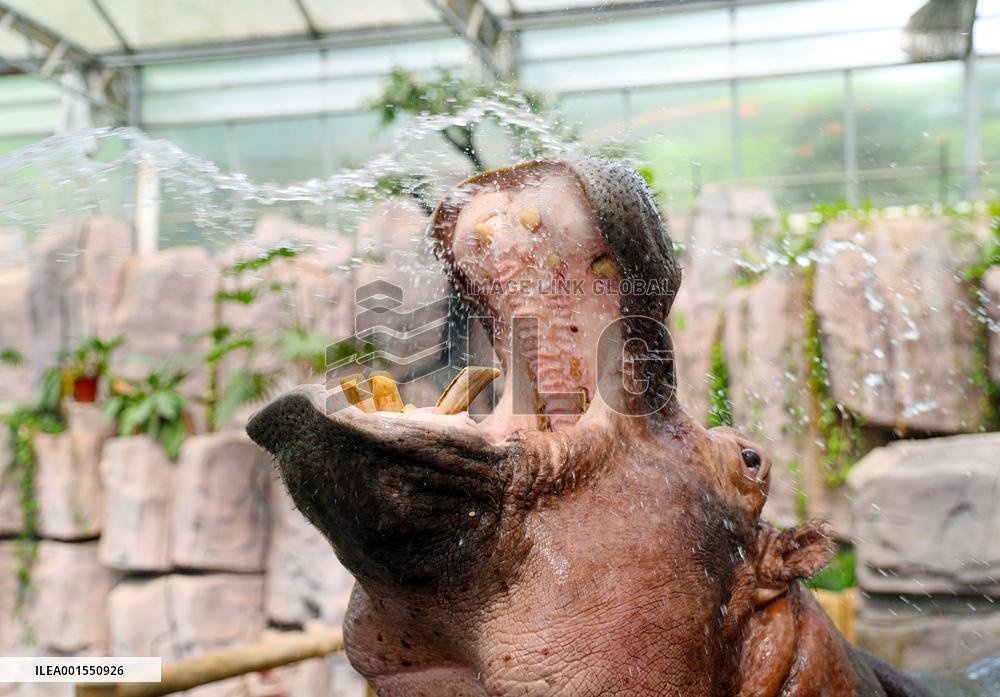 Animals Cool Off at  Forest Wildlife World in Qingdao, China