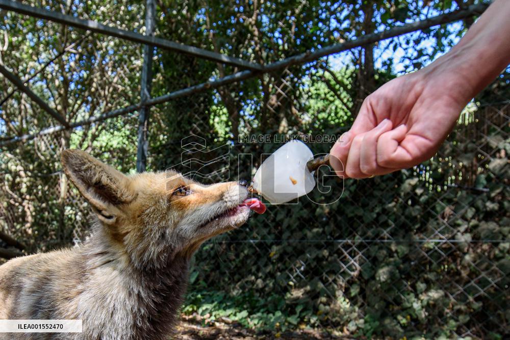 ISRAEL-YIRON-PETTING ZOO-HEATWAVE