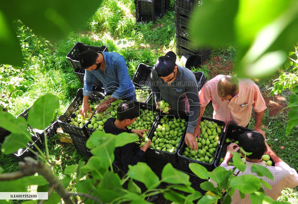 SYRIA-DAMASCUS-PEARS-HARVEST