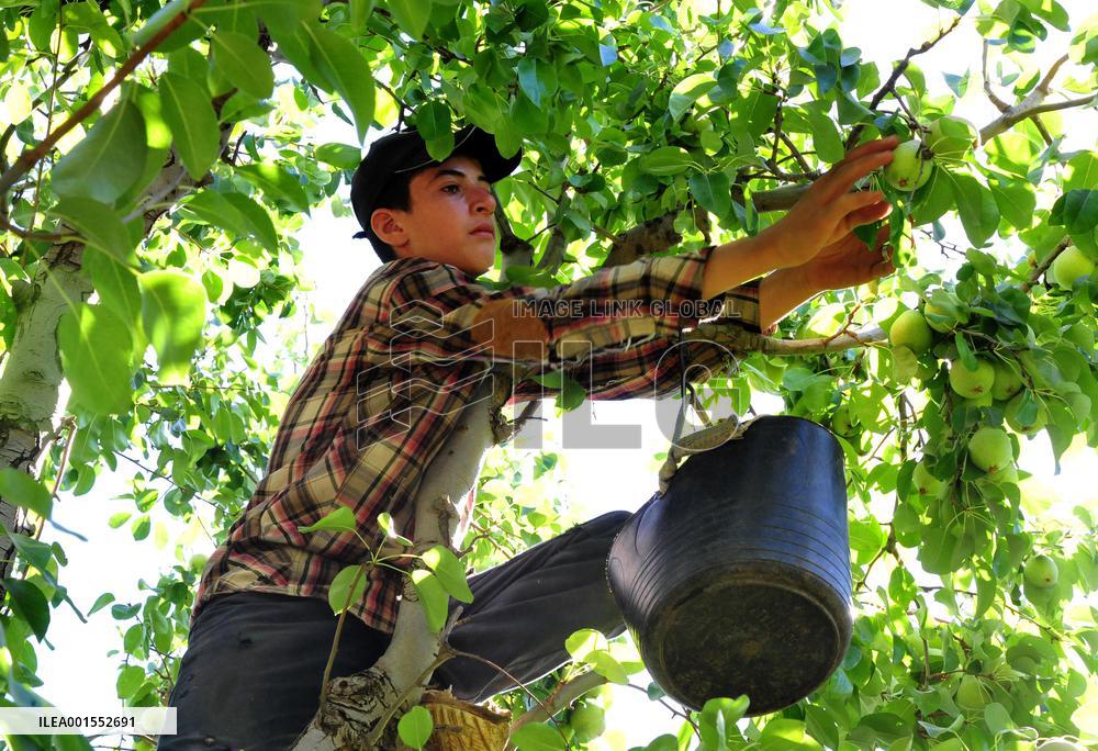 SYRIA-DAMASCUS-PEARS-HARVEST