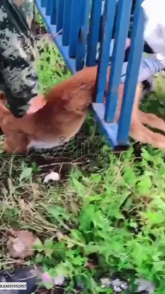 Roe deer stuck in iron fence rescued in NE China