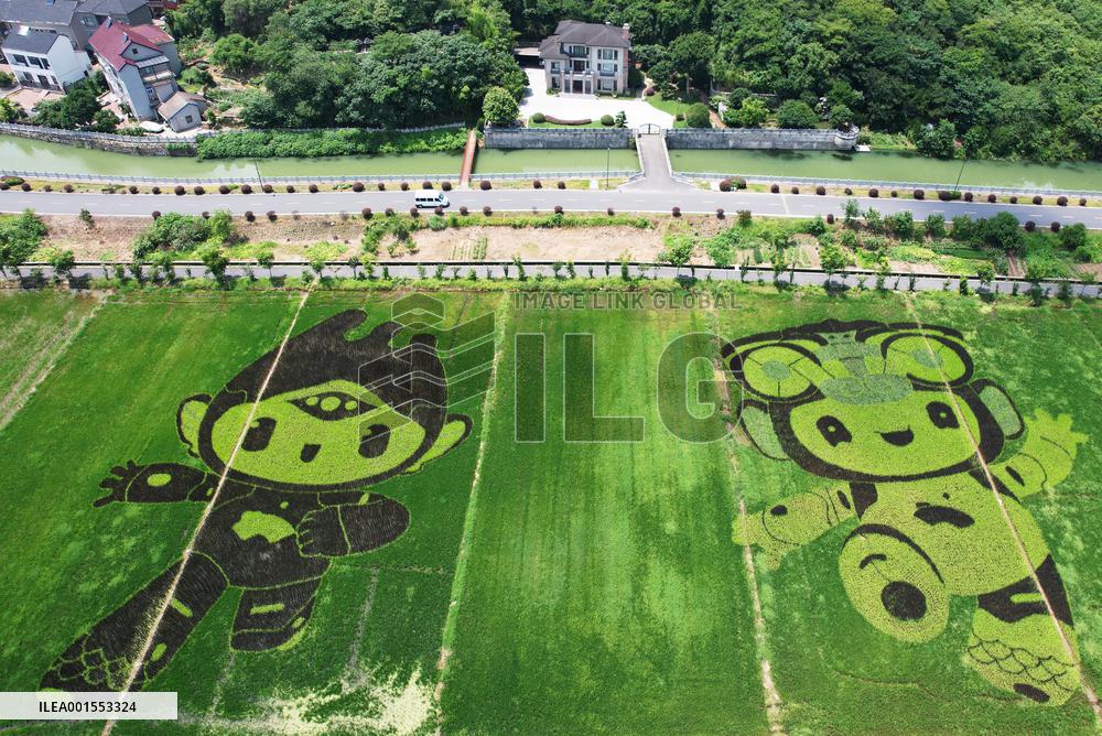 Hangzhou Asian Games Mascot Appears in A Rice Field in Hanghzou, China