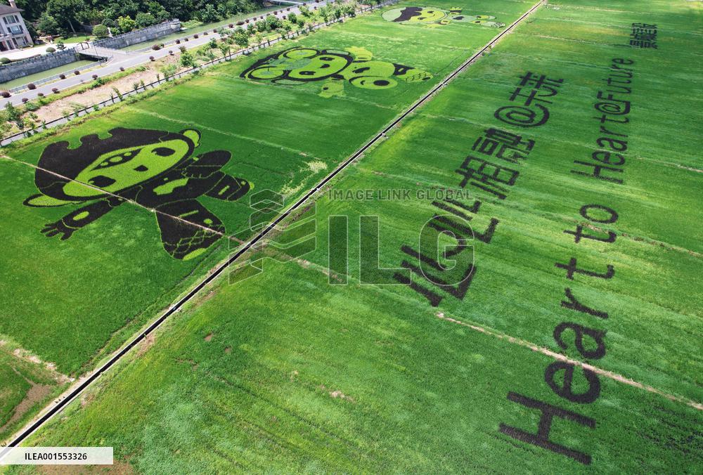 Hangzhou Asian Games Mascot Appears in A Rice Field in Hanghzou, China