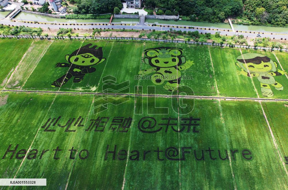 Hangzhou Asian Games Mascot Appears in A Rice Field in Hanghzou, China