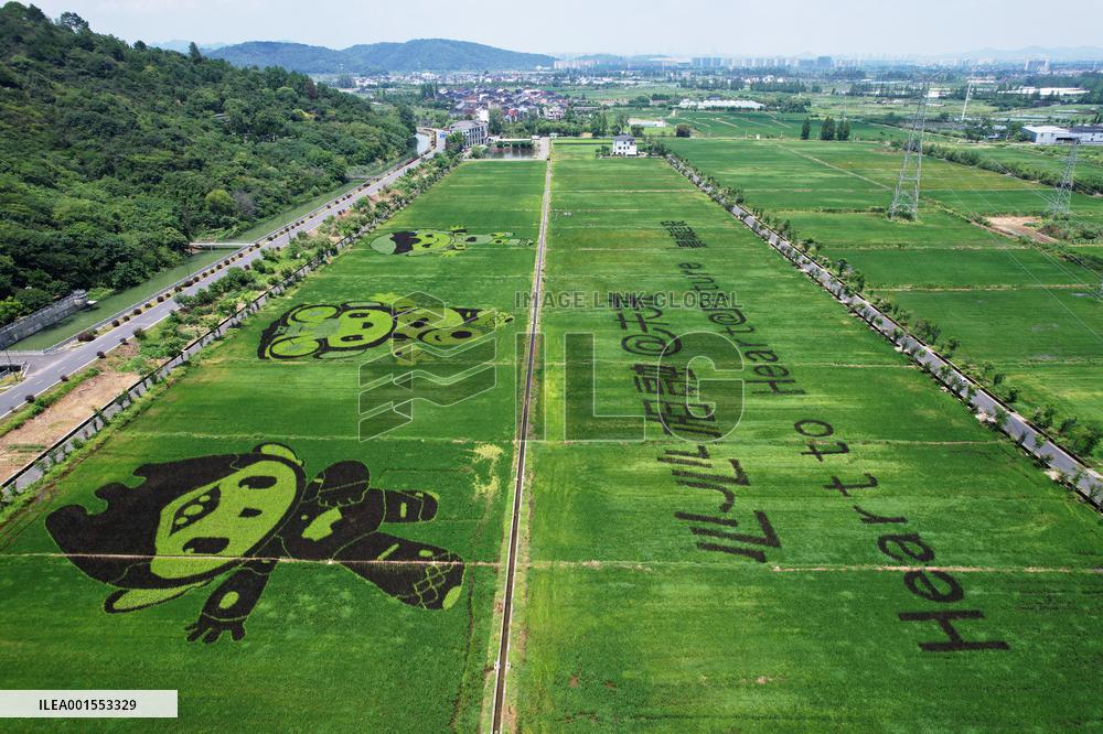 Hangzhou Asian Games Mascot Appears in A Rice Field in Hanghzou, China