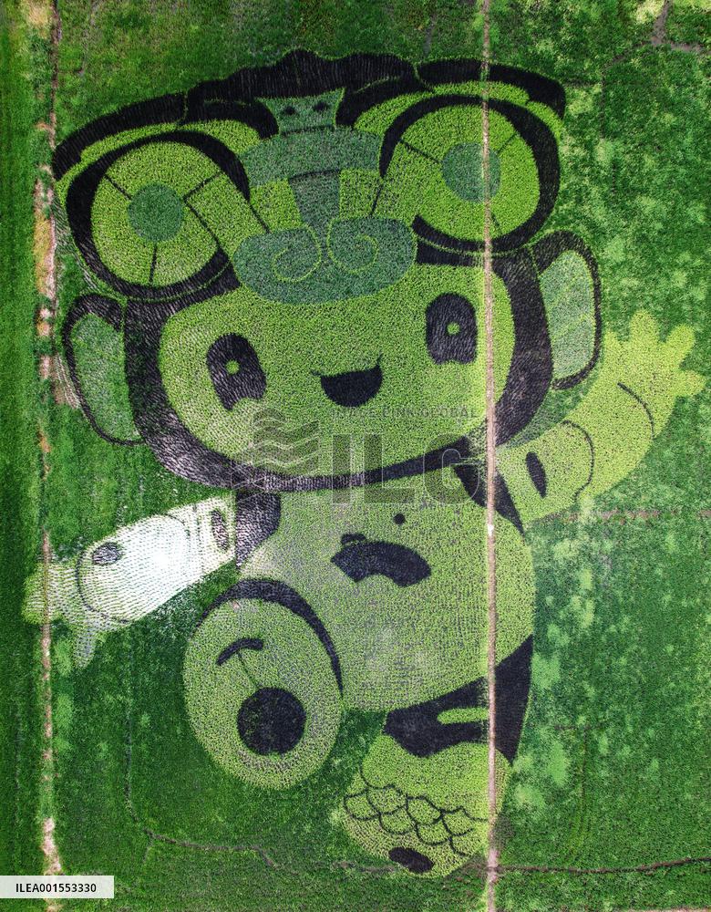 Hangzhou Asian Games Mascot Appears in A Rice Field in Hanghzou, China