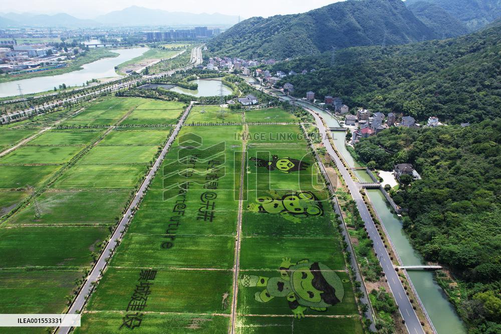 Hangzhou Asian Games Mascot Appears in A Rice Field in Hanghzou, China