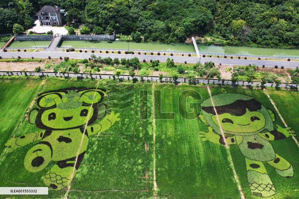 Hangzhou Asian Games Mascot Appears in A Rice Field in Hanghzou, China