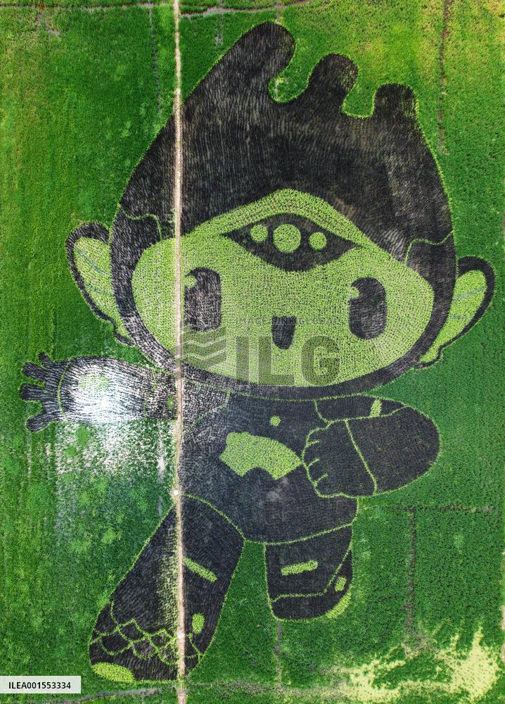 Hangzhou Asian Games Mascot Appears in A Rice Field in Hanghzou, China