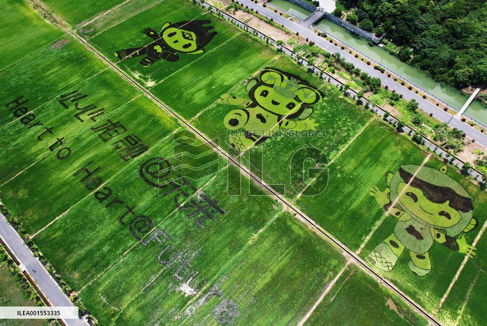Hangzhou Asian Games Mascot Appears in A Rice Field in Hanghzou, China