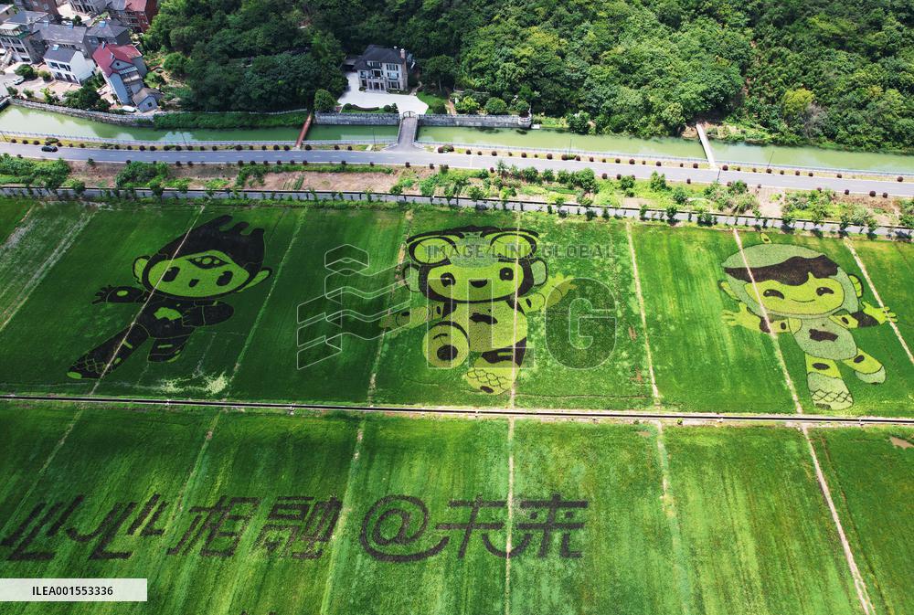 Hangzhou Asian Games Mascot Appears in A Rice Field in Hanghzou, China