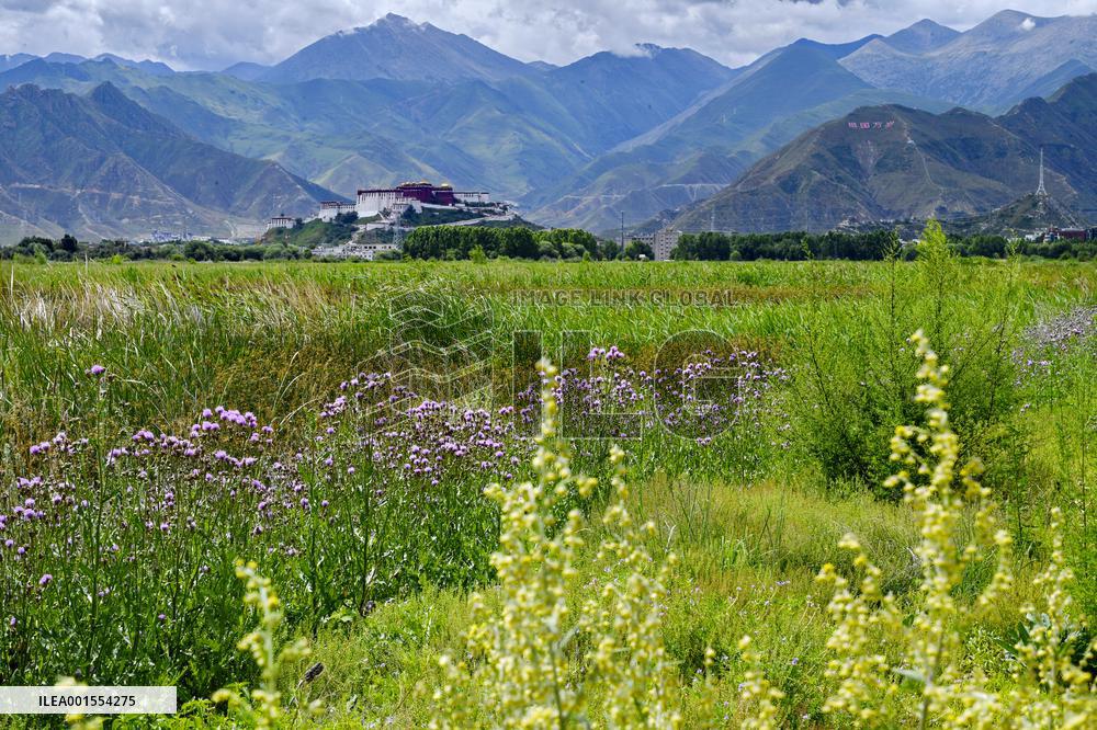 CHINA-TIBET-LHASA-LHALU WETLAND (CN)