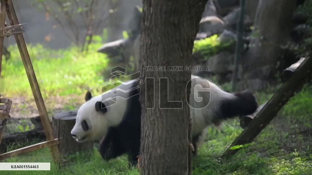 Giant panda Xi Le celebrates 10th birthday at Tianjin Zoo