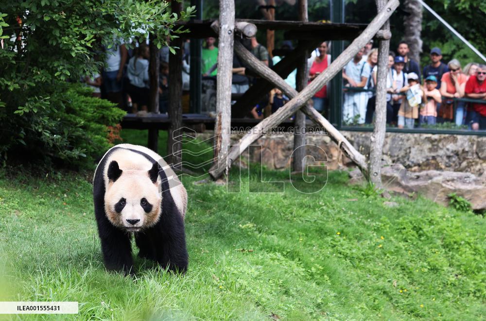FRANCE-SAINT-AIGNAN-BEAUVAL ZOO-GIANT PANDA-RETURN