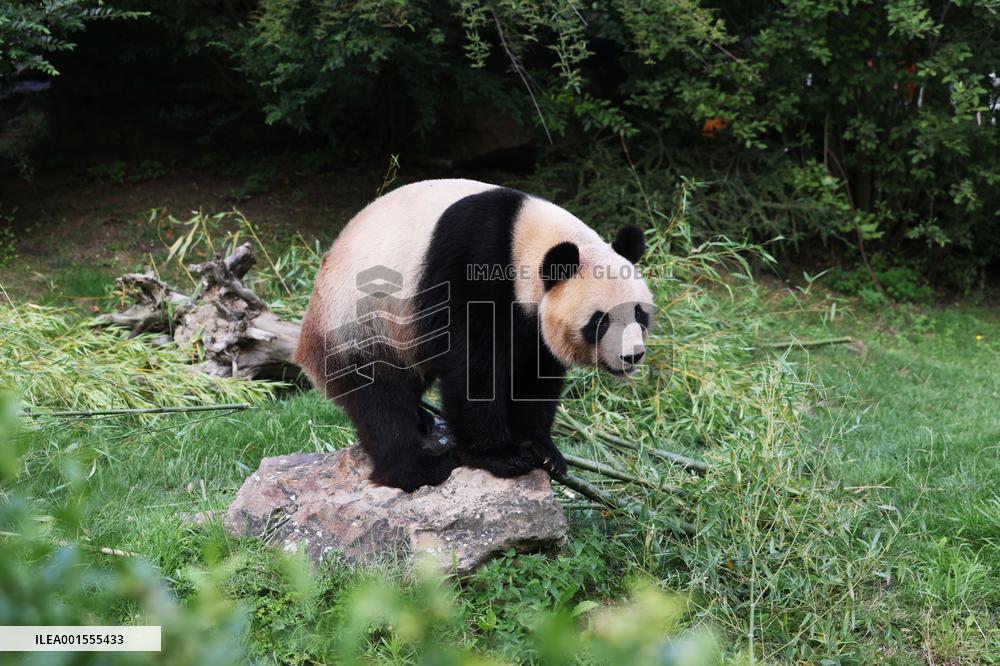 FRANCE-SAINT-AIGNAN-BEAUVAL ZOO-GIANT PANDA-RETURN