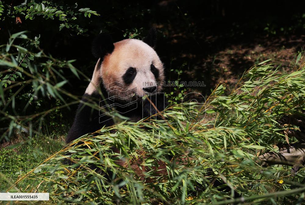 FRANCE-SAINT-AIGNAN-BEAUVAL ZOO-GIANT PANDA-RETURN