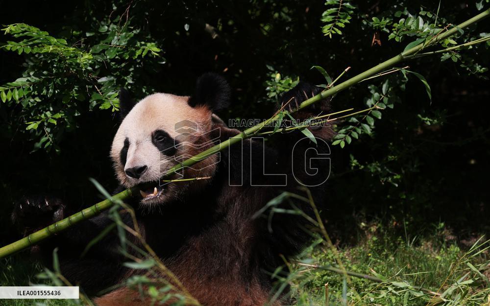FRANCE-SAINT-AIGNAN-BEAUVAL ZOO-GIANT PANDA-RETURN