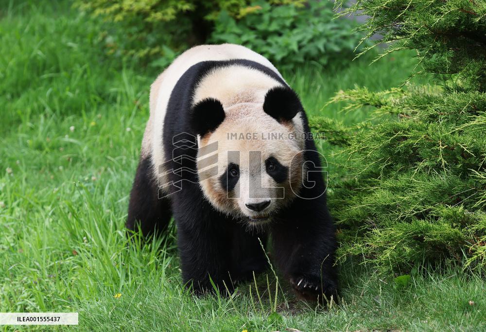 FRANCE-SAINT-AIGNAN-BEAUVAL ZOO-GIANT PANDA-RETURN