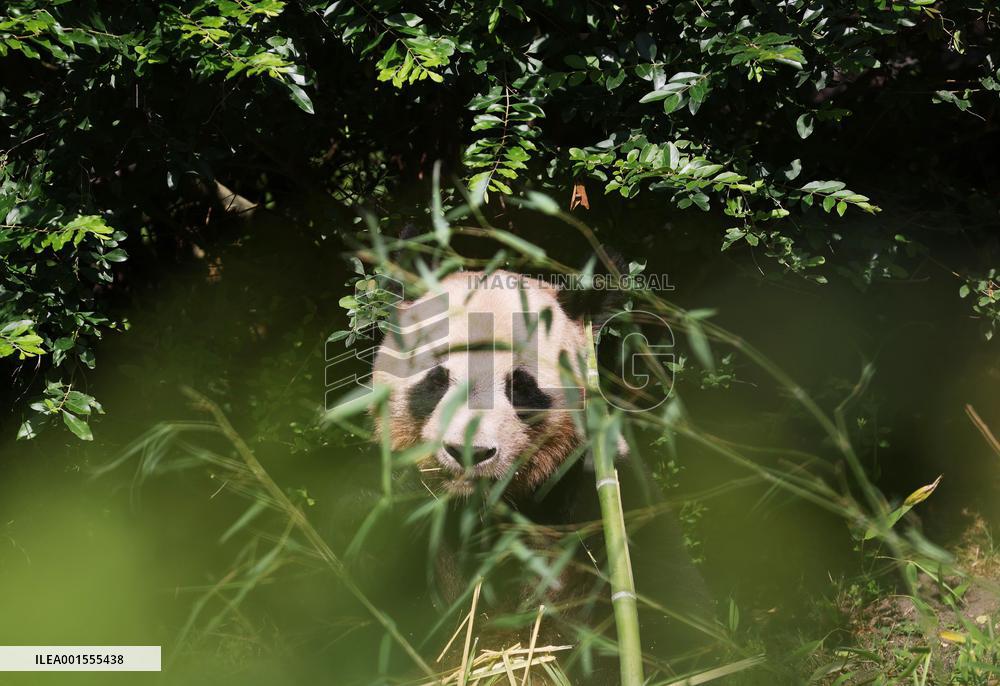 FRANCE-SAINT-AIGNAN-BEAUVAL ZOO-GIANT PANDA-RETURN
