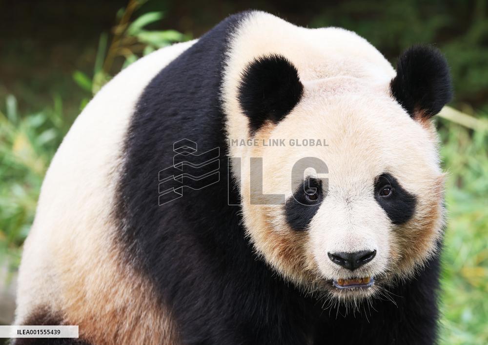 FRANCE-SAINT-AIGNAN-BEAUVAL ZOO-GIANT PANDA-RETURN