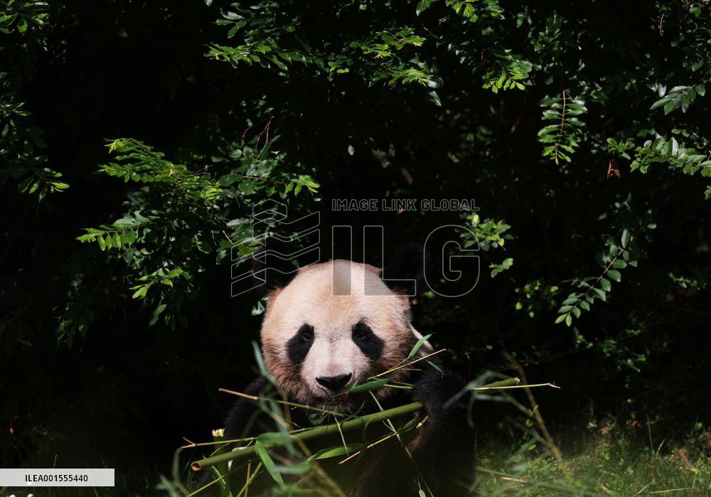 FRANCE-SAINT-AIGNAN-BEAUVAL ZOO-GIANT PANDA-RETURN
