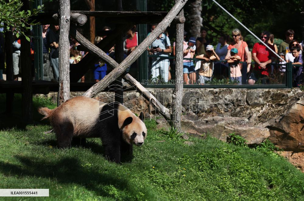 FRANCE-SAINT-AIGNAN-BEAUVAL ZOO-GIANT PANDA-RETURN