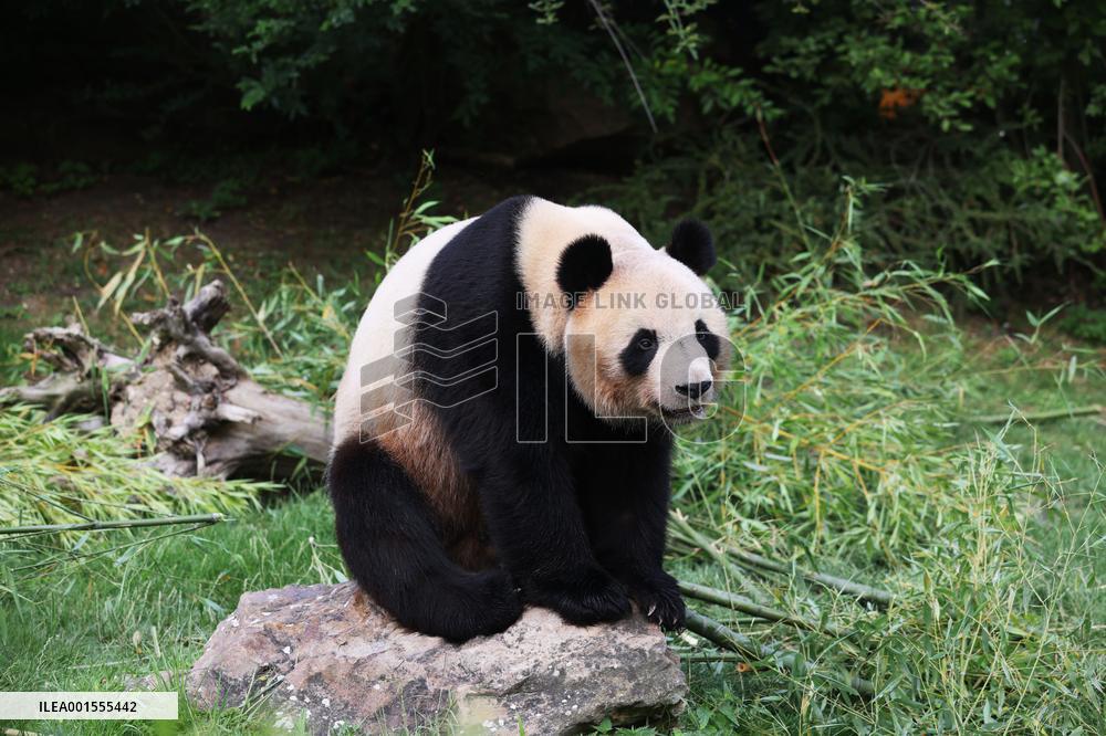FRANCE-SAINT-AIGNAN-BEAUVAL ZOO-GIANT PANDA-RETURN