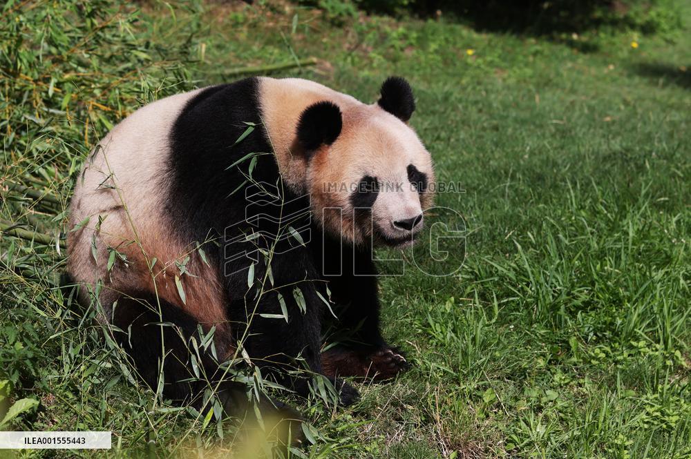 FRANCE-SAINT-AIGNAN-BEAUVAL ZOO-GIANT PANDA-RETURN