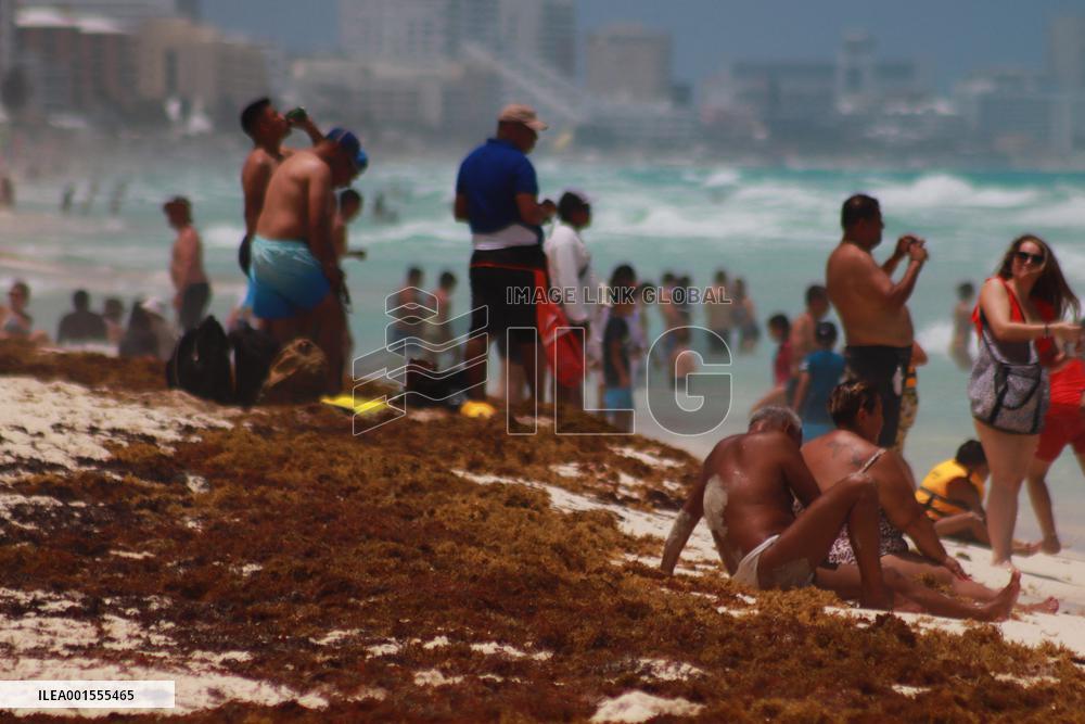 Cancun Continues Its Battle Against Sargassum - Mexico