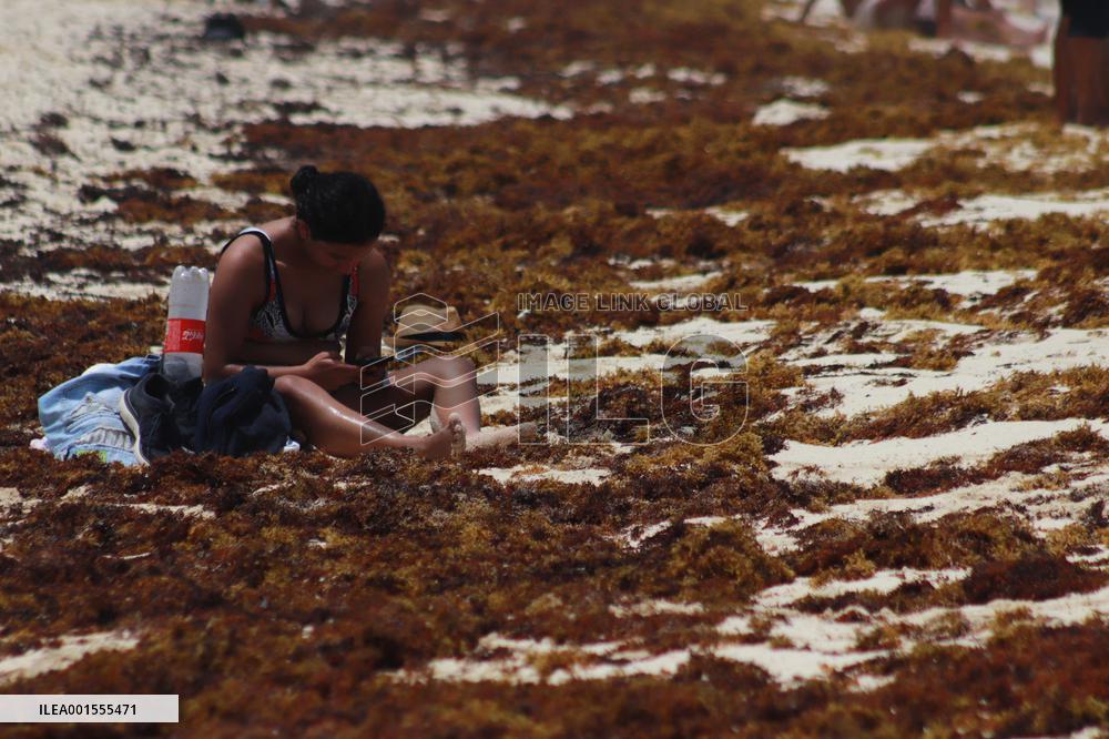 Cancun Continues Its Battle Against Sargassum - Mexico