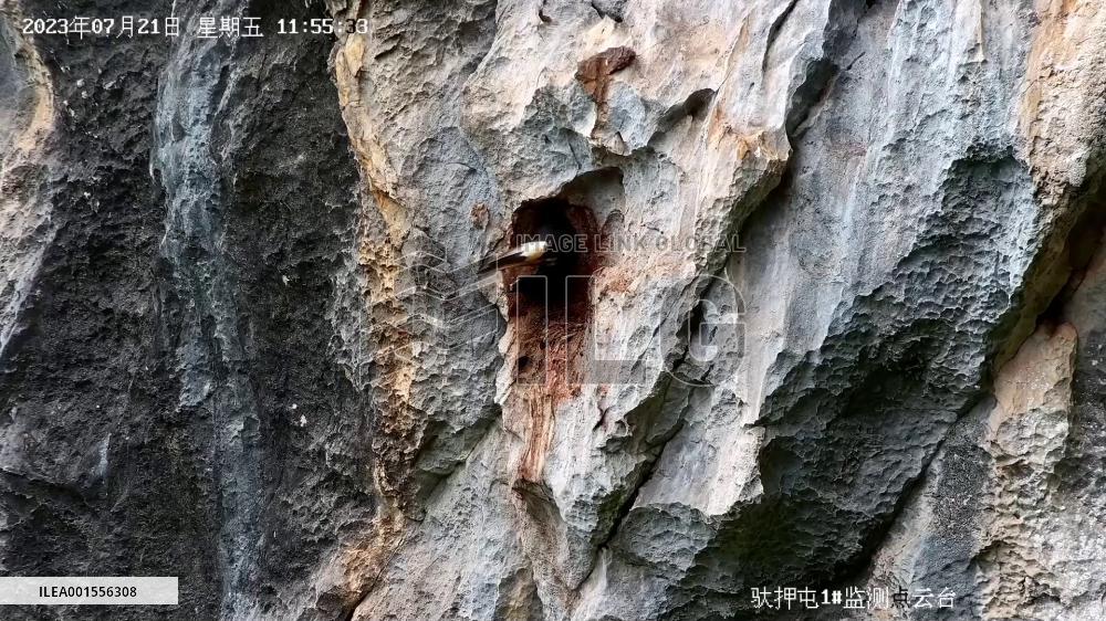 Camera captures rare hornbill fledgling flying into sky from cave