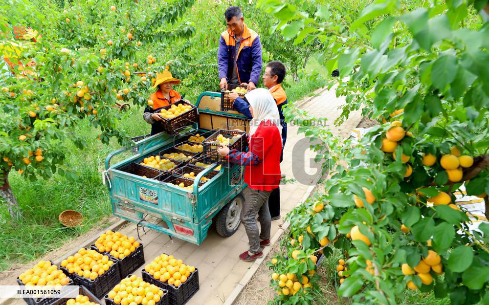 China Agriculture Plantation Harvest