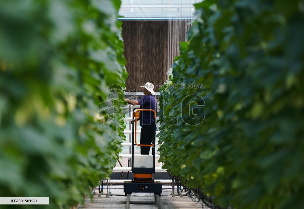 CHINA-SHANDONG-WEIFANG-MODERN AGRICULTURE (CN)